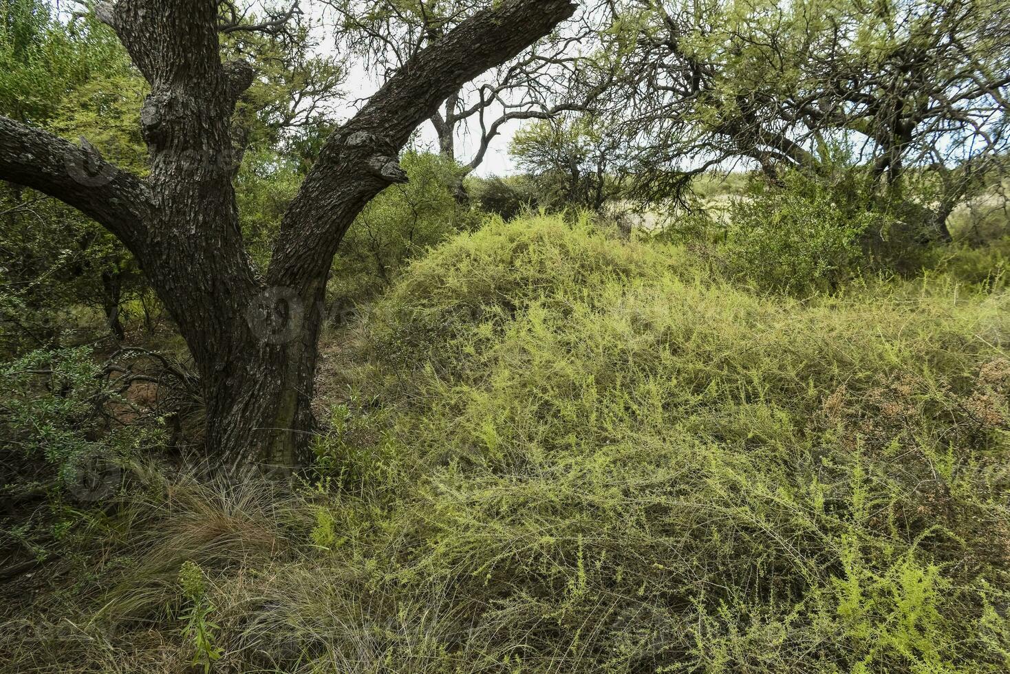 mängd av växt arter i calden skog miljö foto