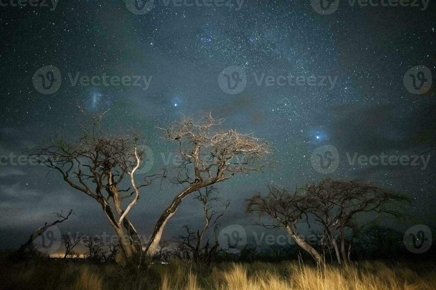 brinnande träd fotograferad på natt med en starry himmel, la pampa provins, patagonien , argentina. foto