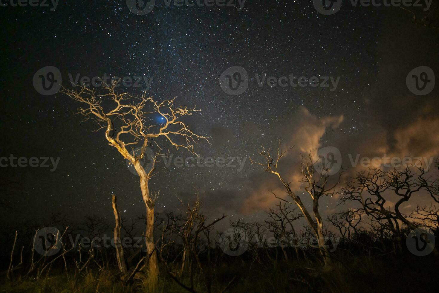 brinnande träd fotograferad på natt med en starry himmel, la pampa provins, patagonien , argentina. foto