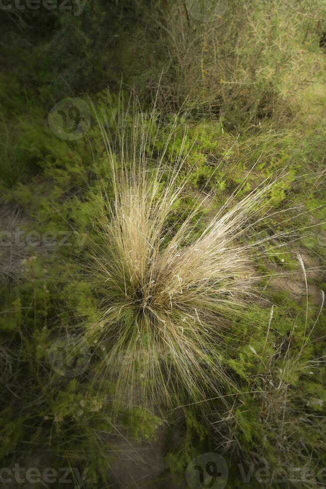 gräs i calden skog miljö, la pampa provins, patagonien, argentina. foto