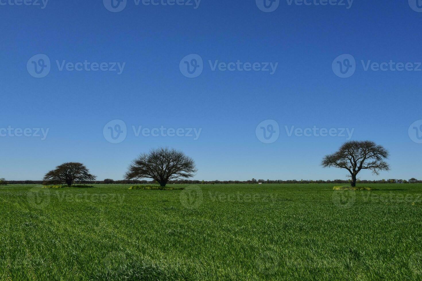 pampas träd landskap, la pampa provins, patagonien, argentina. foto