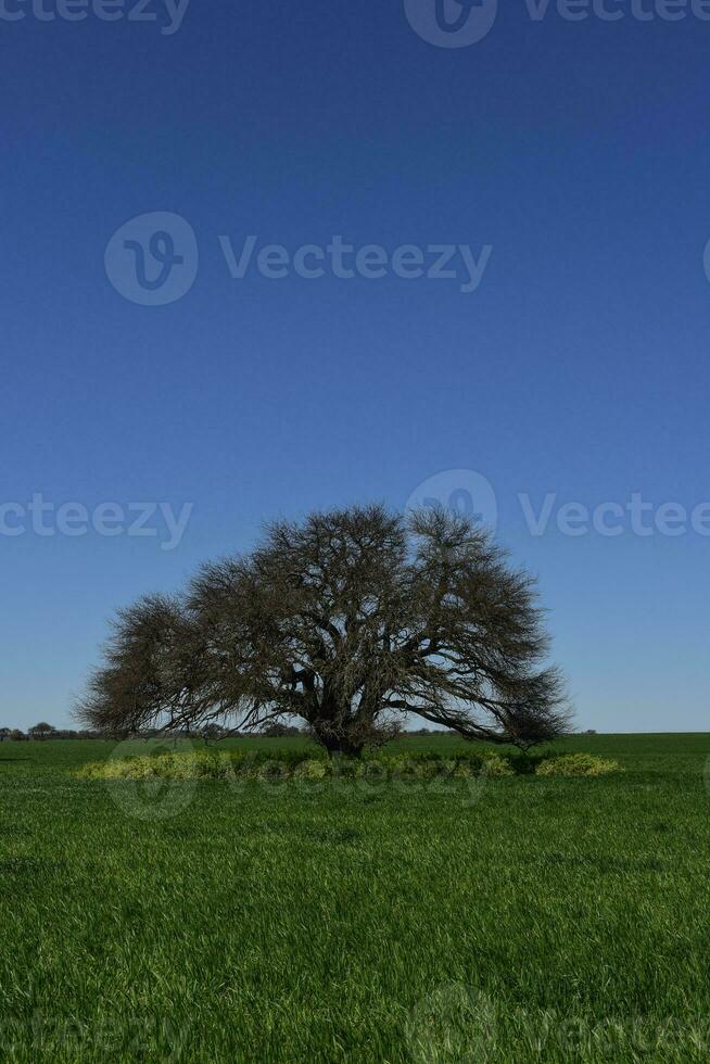 pampas träd landskap, la pampa provins, patagonien, argentina. foto