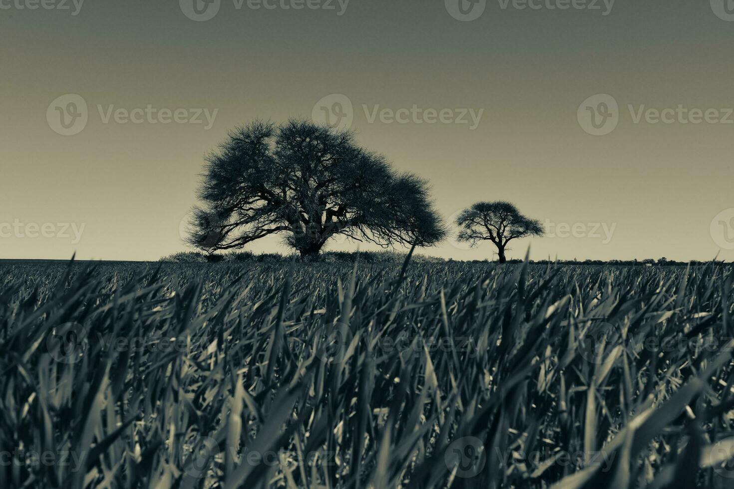 pampas träd landskap, la pampa provins, patagonien, argentina. foto