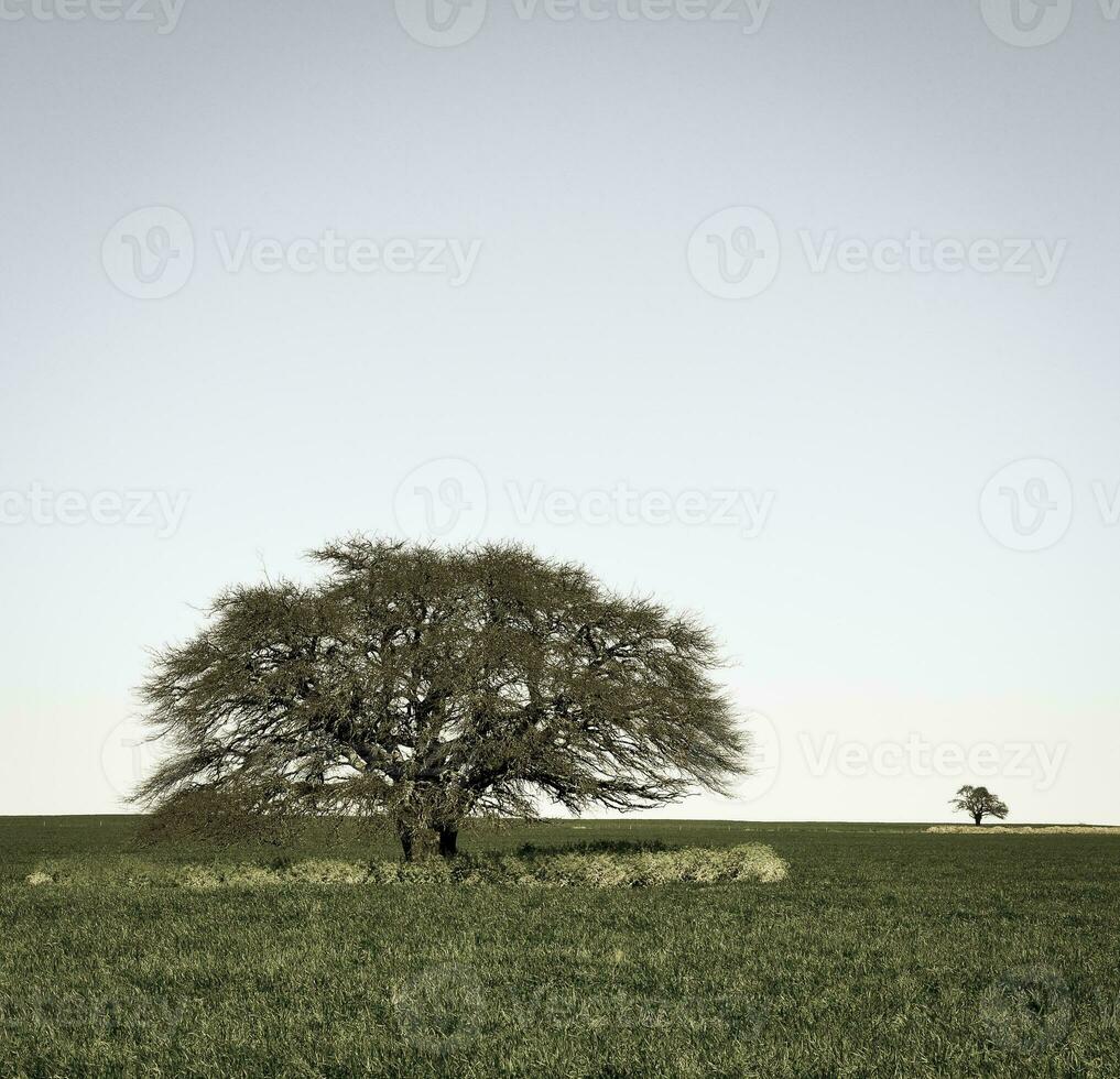 pampas träd landskap, la pampa provins, patagonien, argentina. foto