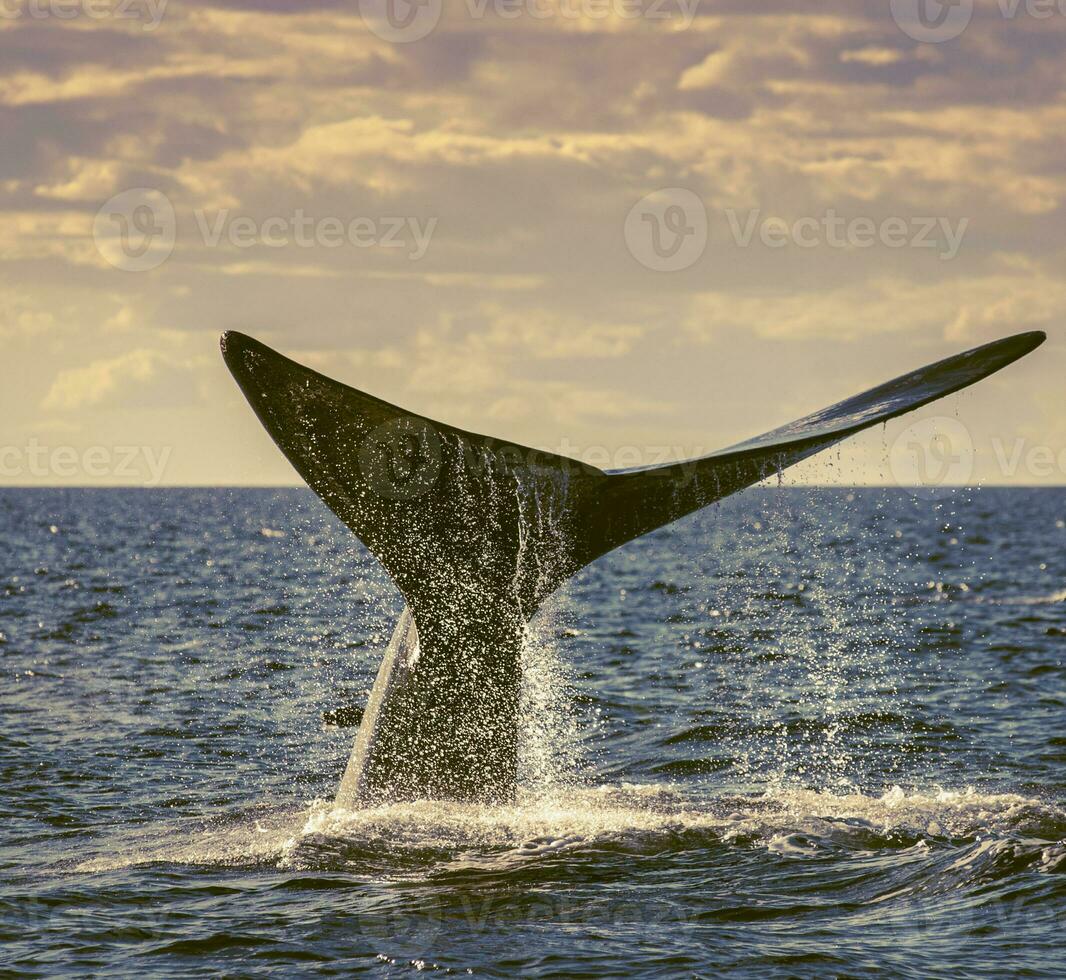 sohutern rätt val svans, endangered arter, patagonien, argentina foto