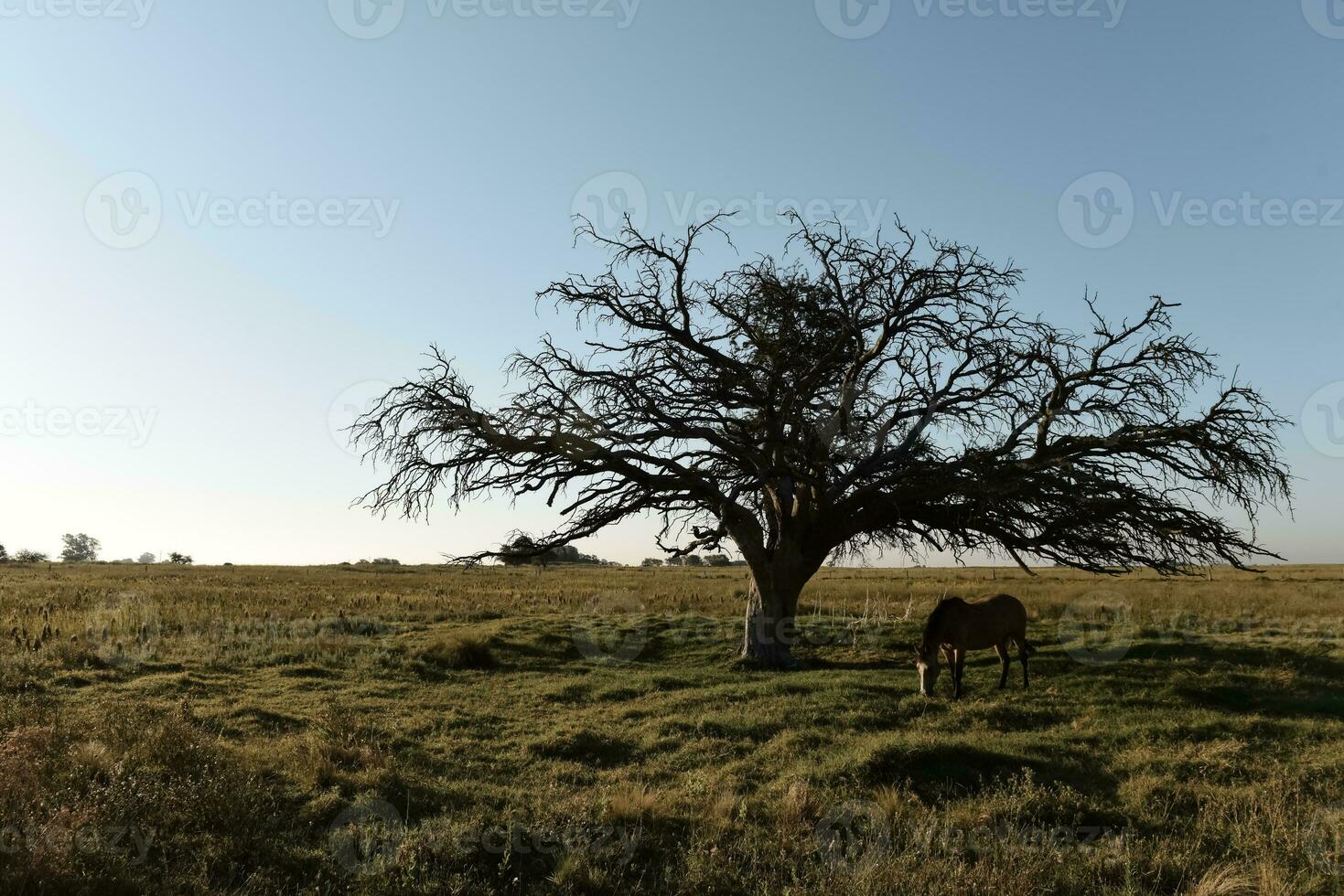 häst och ensam träd i pampas landskap foto