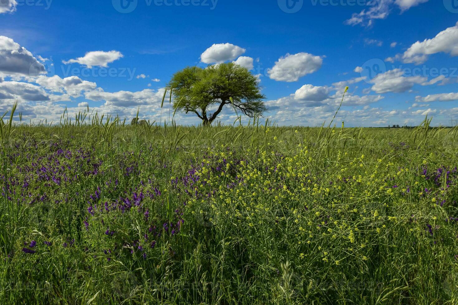 färgrik landskap, pampas, argentina foto