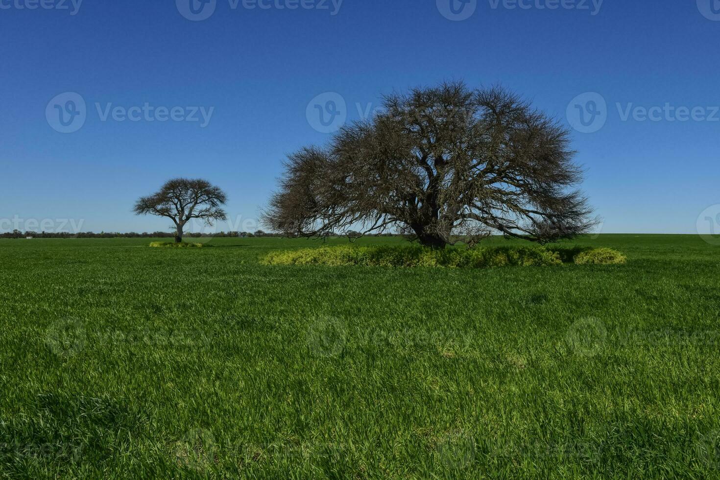 färgrik landskap, pampas, argentina foto