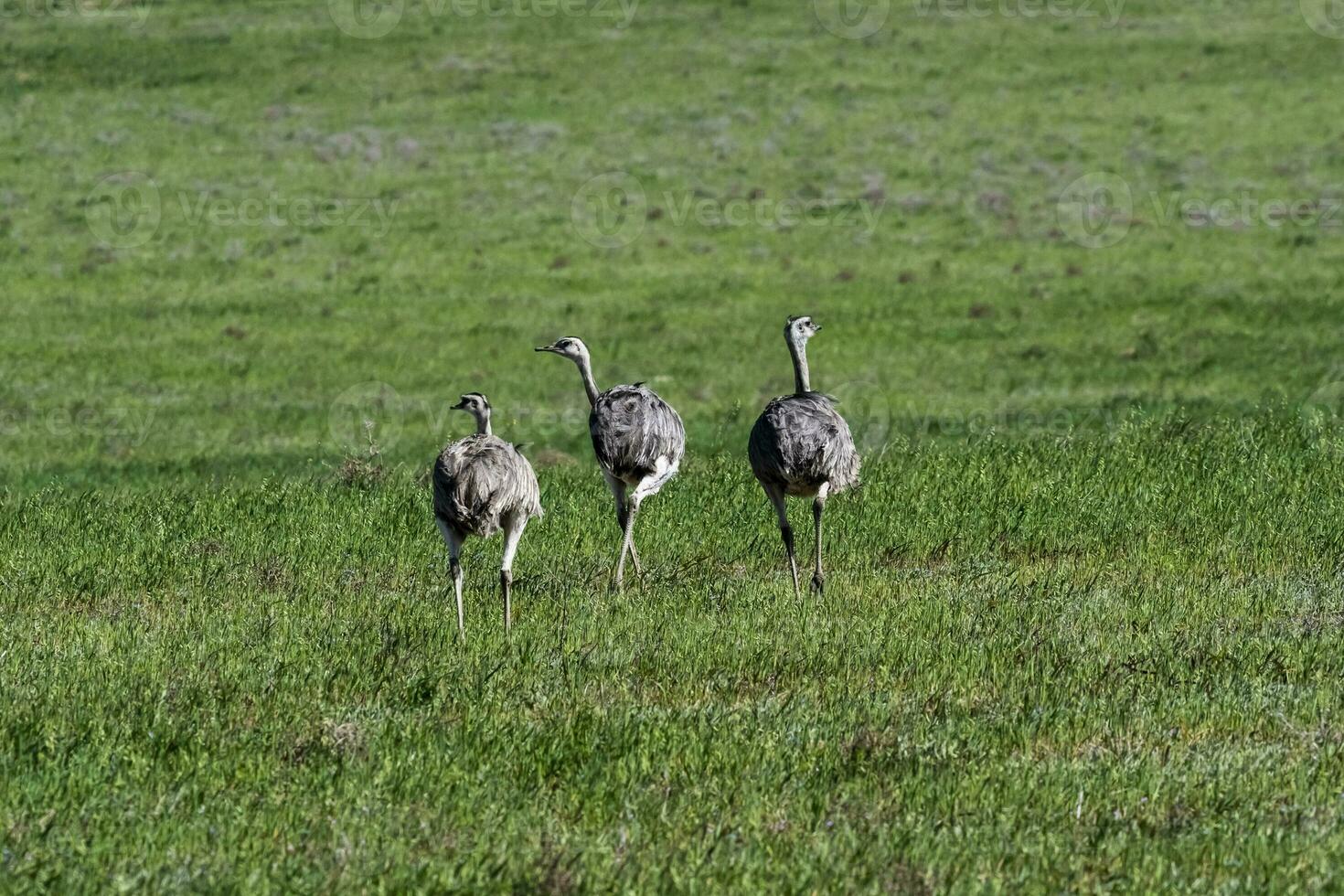 större rhea, Rhea americana, i pampas coutryside miljö, la pampa provins, ,Brasilien. foto