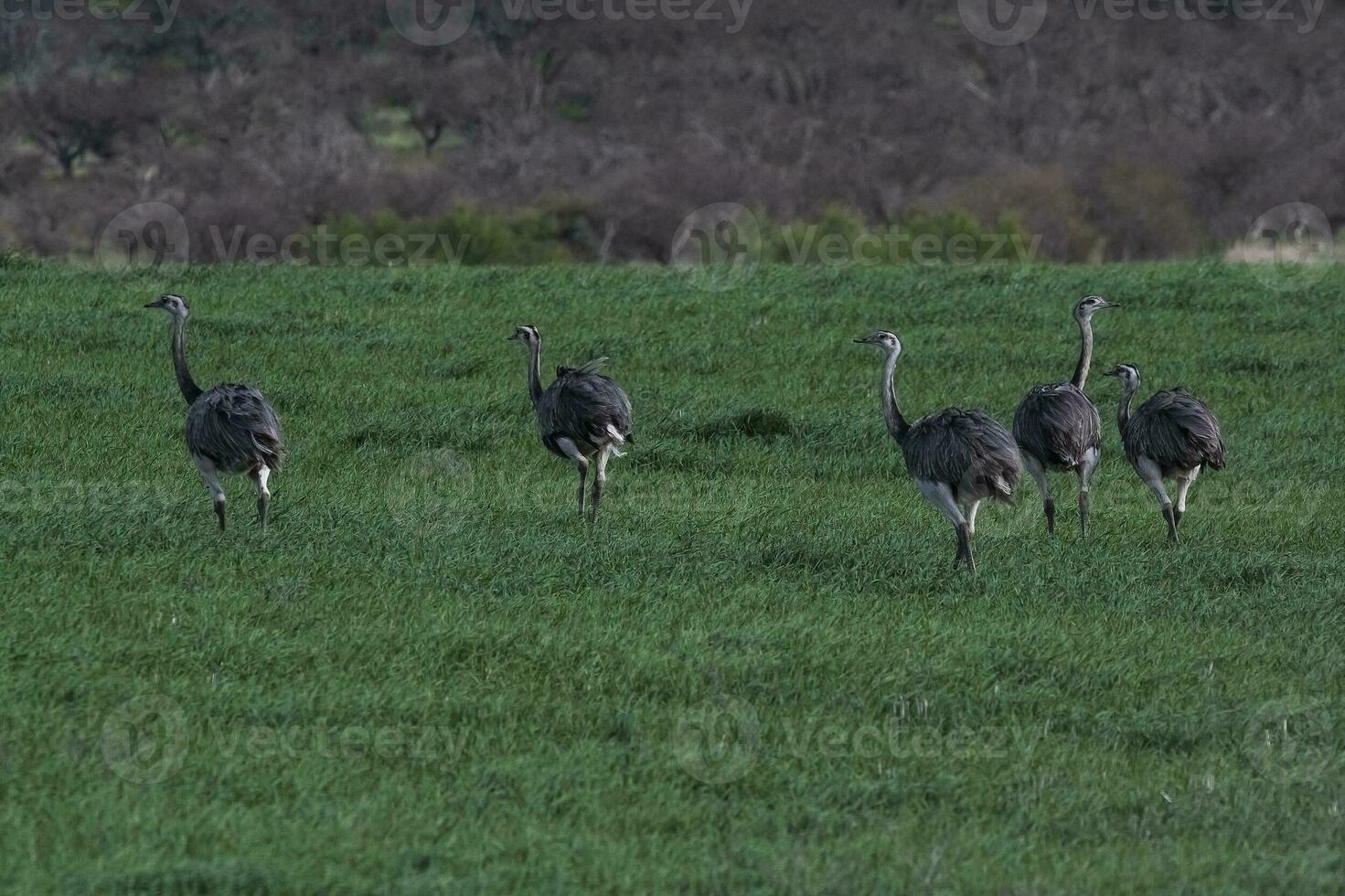 större rhea, Rhea americana, i pampas coutryside miljö, la pampa provins, ,Brasilien. foto