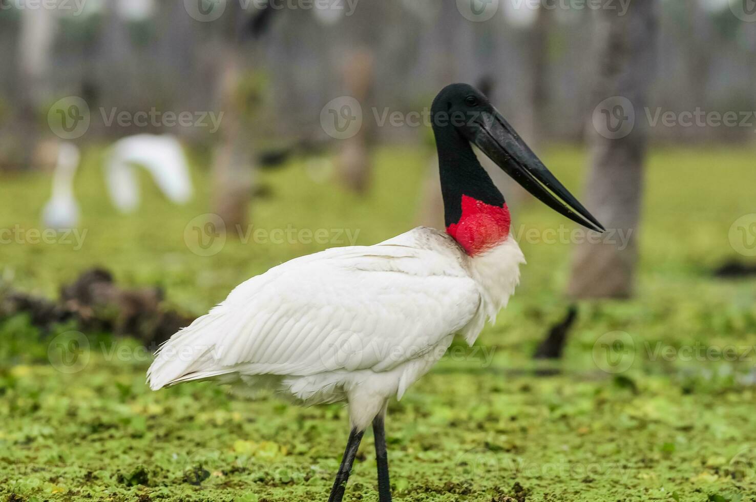 jabiru stork, i våtmarks miljö, la estrella kärr, formosa provins, argentina. foto