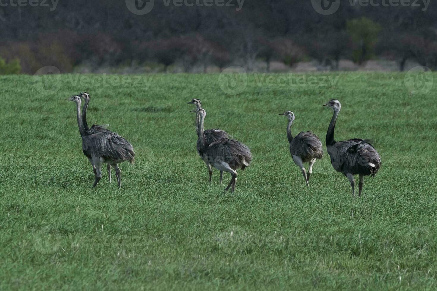 större rhea, Rhea americana, i pampas coutryside miljö, la pampa provins, ,Brasilien. foto