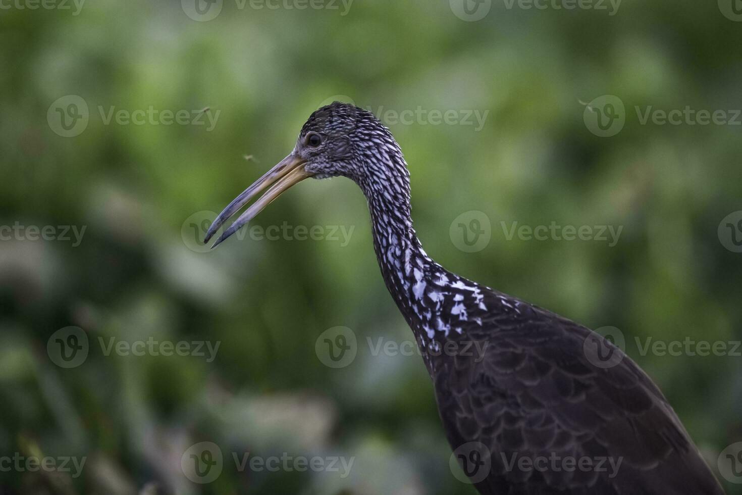 cara i våtmarks miljö, aramus guarauna, pantanal, mato grosso, Brasilien foto