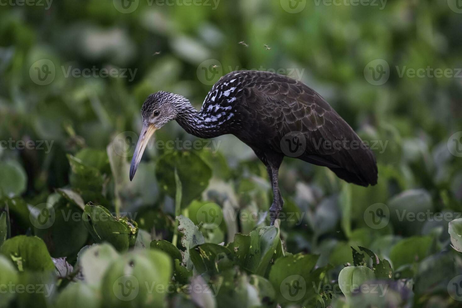 cara i våtmarks miljö, aramus guarauna, pantanal, mato grosso, Brasilien foto