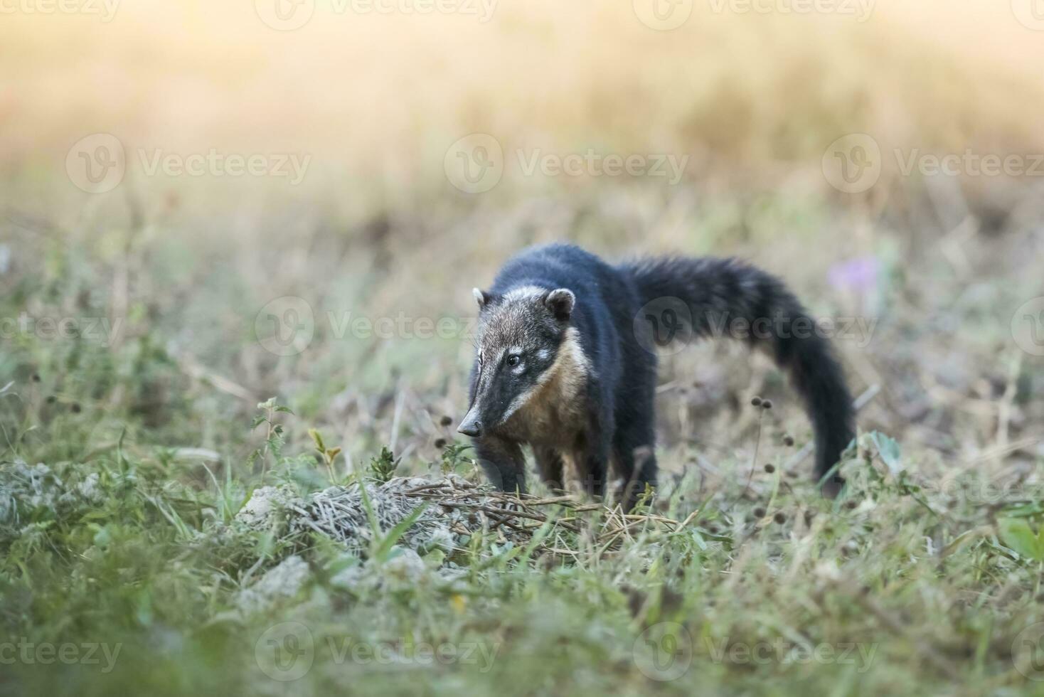 söder amerikan coati, tittar för insekter, pantanal, brasil foto