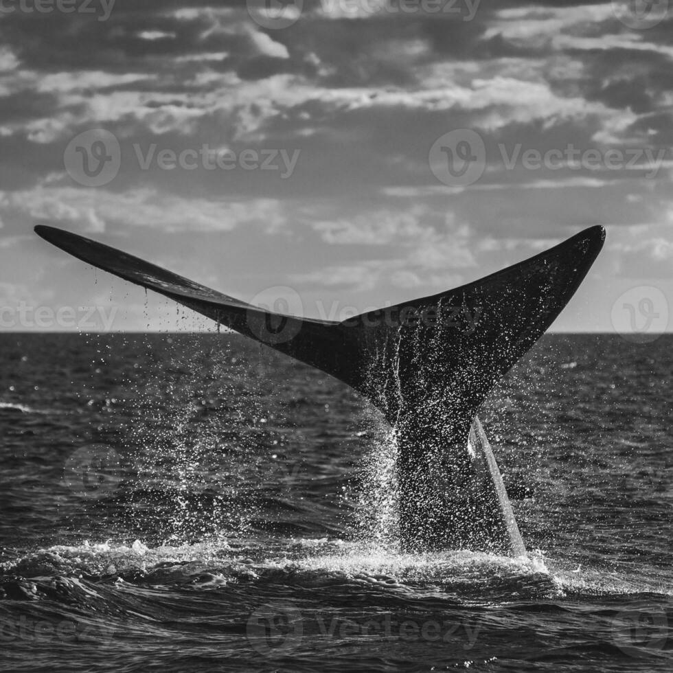 sohutern rätt val svans, endangered arter, patagonien, argentina foto