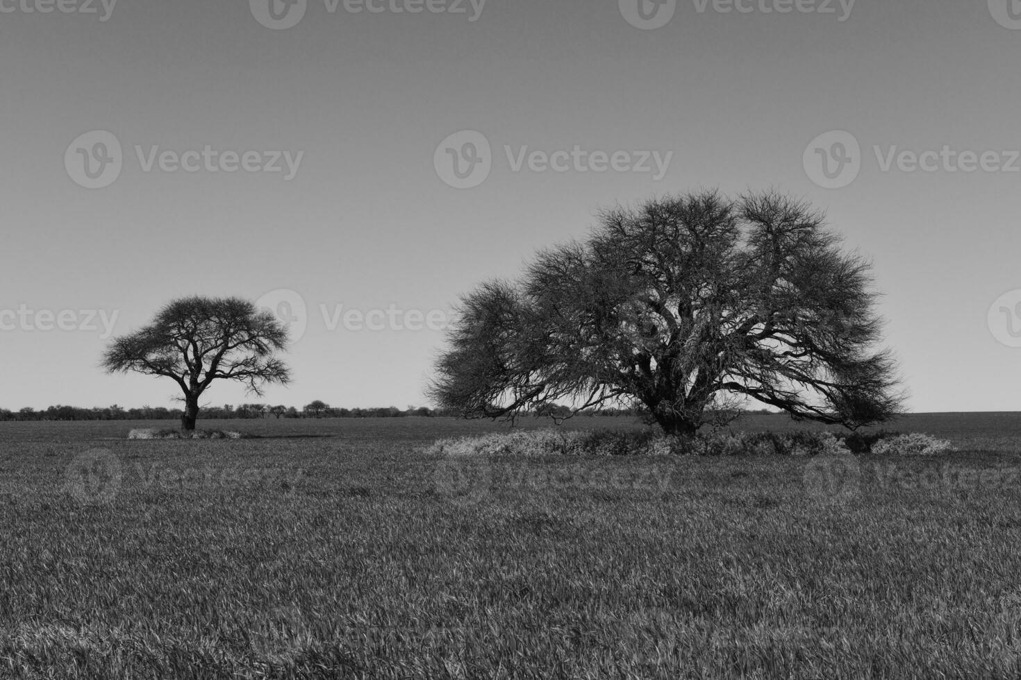 färgrik landskap, pampas, argentina foto