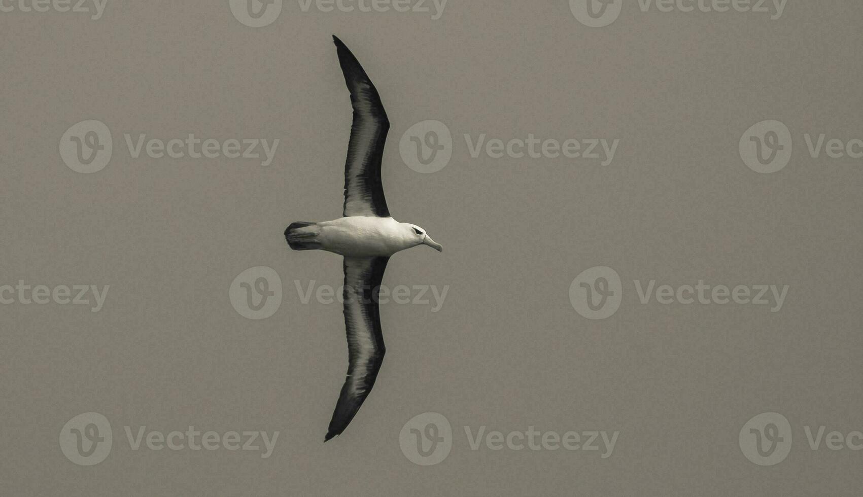 antarktisk fågel, albatross, antrtica foto