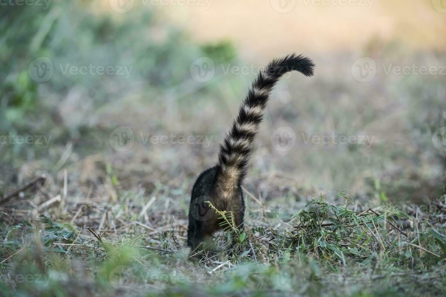 söder amerikan coati, bak utsikt, pantanal, brasil foto