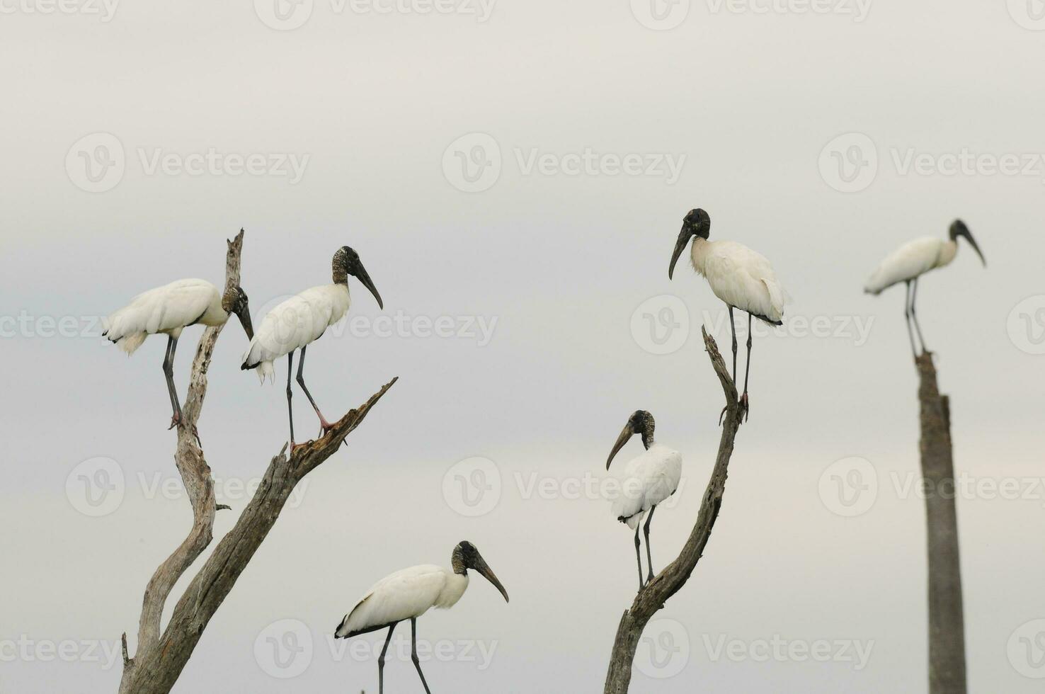 trä stork, i våtmarks miljö, la estrella kärr, formosa provins, argentina. foto