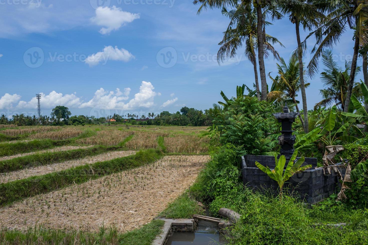 utsikt över risfält i canggu inbali foto