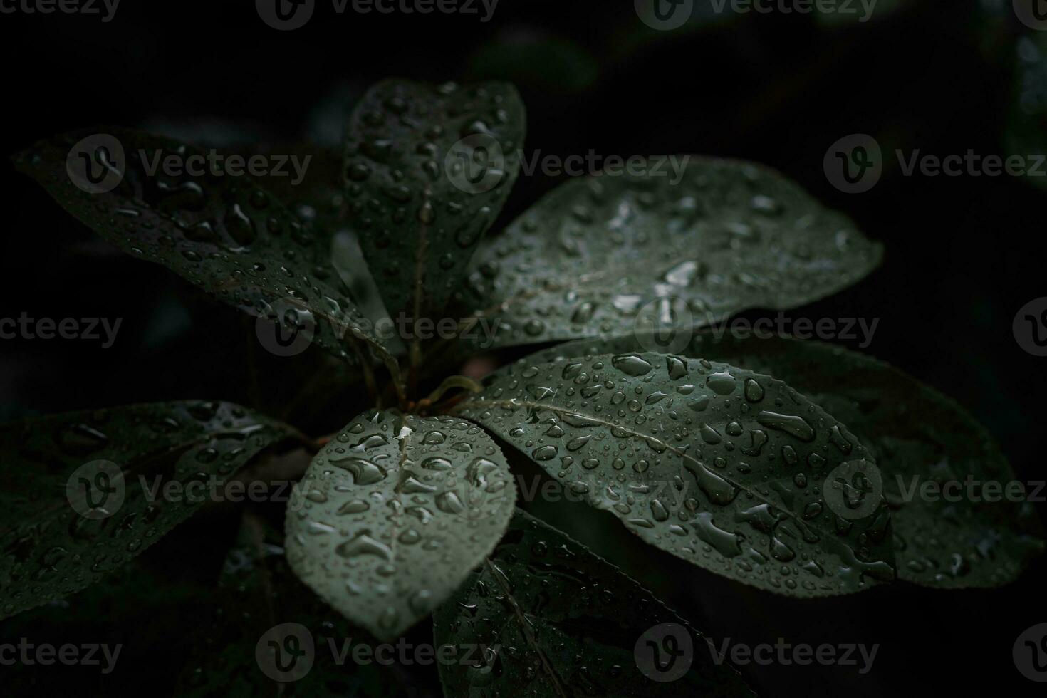 platt lägga, mörk natur begrepp, med regn droppar, mörk grön lövverk textur bakgrunder foto