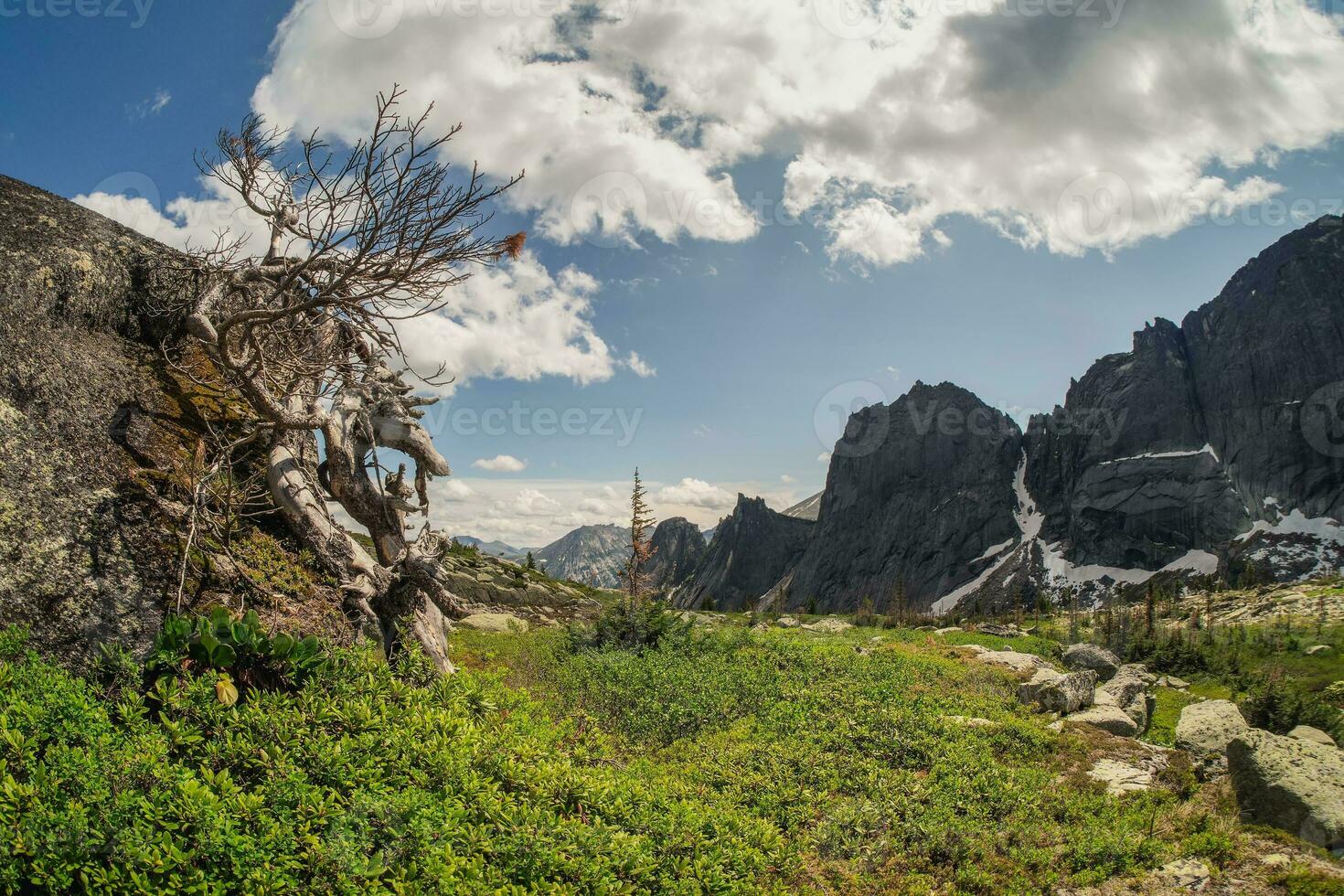 torr fint ceder på en granit sten av en berg backe. berg solig landskap. ergaki natur parkera i de bergen av sibirien. Västra sayan. foto