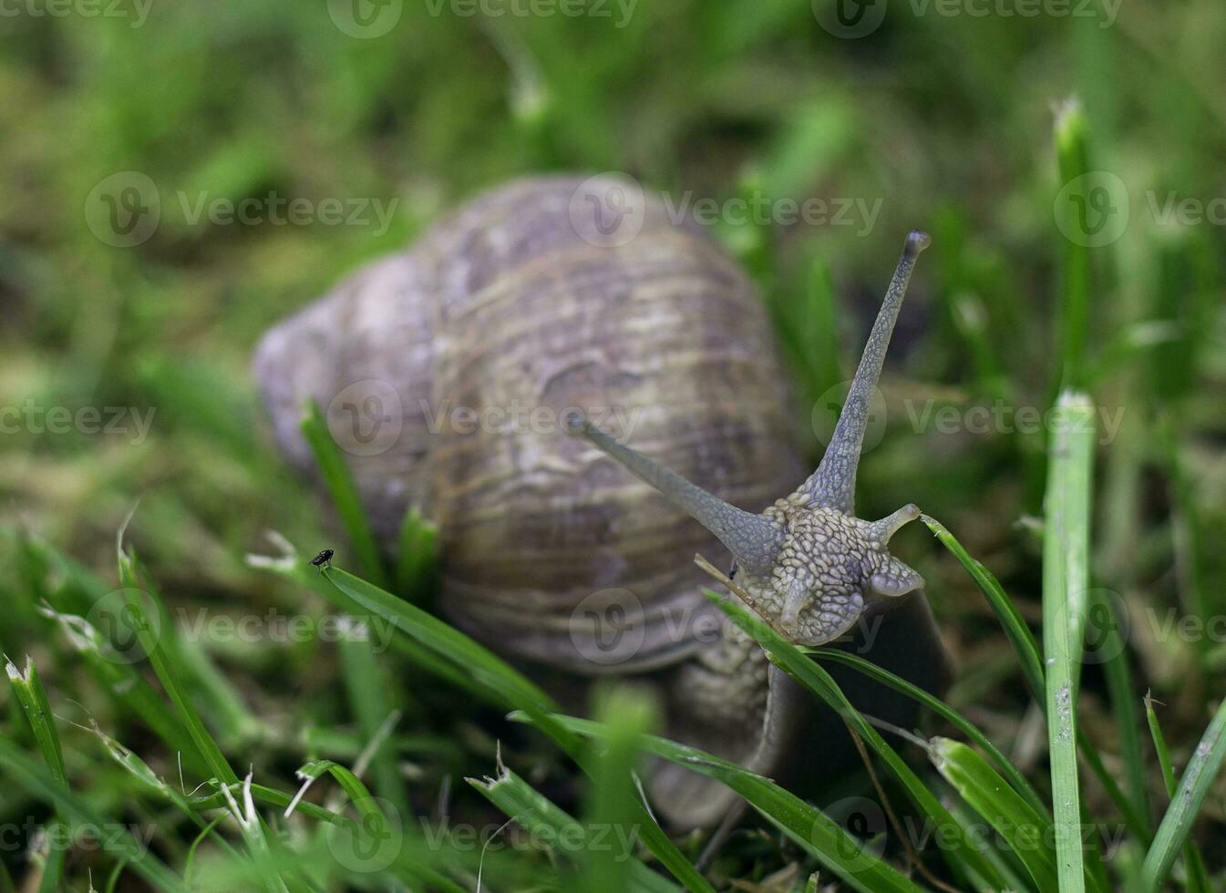 vilda djur och växter snigel natur sommar djur foto