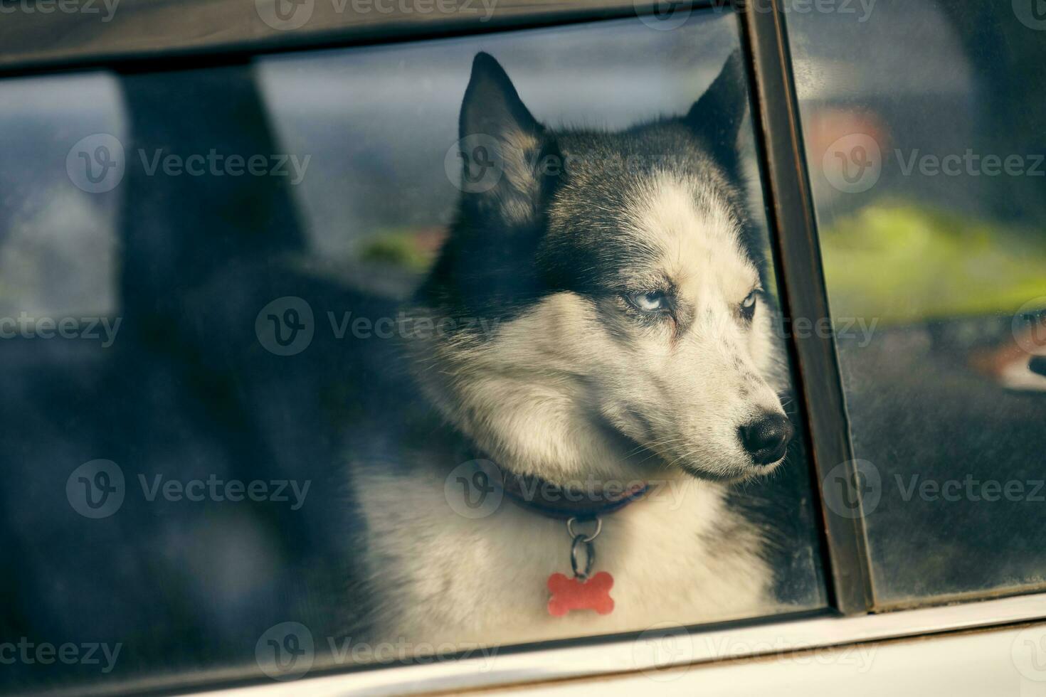 sibirisk hes hund Bakom fönster bil porträtt med blå ögon och grå täcka Färg söt kälke hund ras foto
