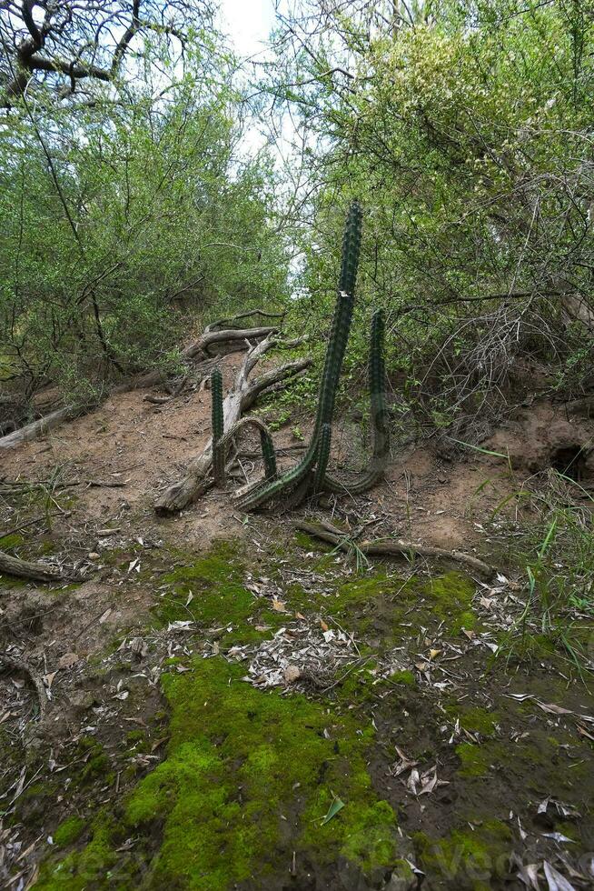 kaktus i calden skog landskap, la pampa provins, patagonien, argentina. foto