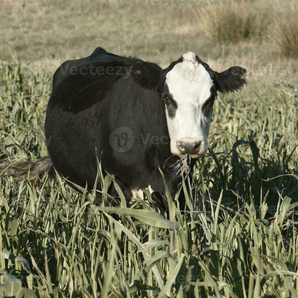 nötkreatur höjning med naturlig betesmarker i pampas landsbygden, la pampa provinsen, Patagonien, argentina. foto