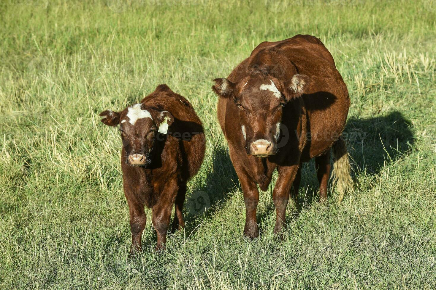 nötkreatur höjning med naturlig betesmarker i pampas landsbygden, la pampa provinsen, Patagonien, argentina. foto