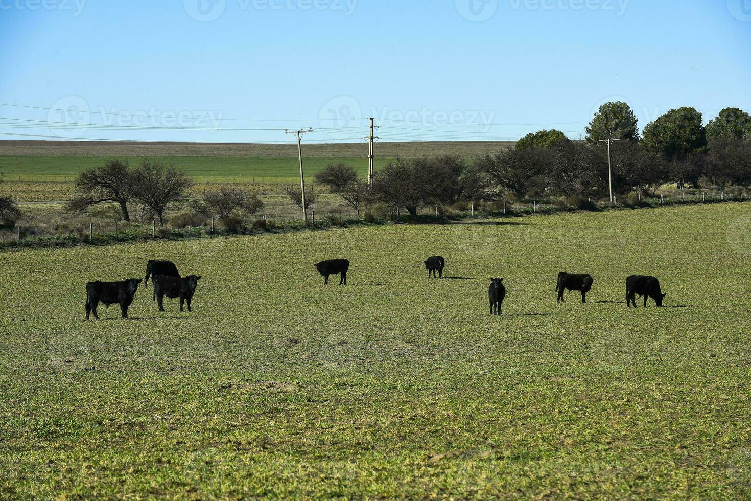 nötkreatur höjning med naturlig betesmarker i pampas landsbygden, la pampa provinsen, Patagonien, argentina. foto