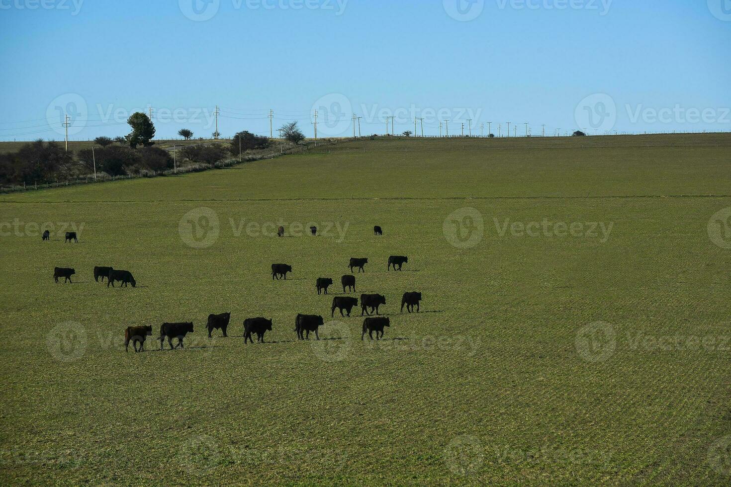 nötkreatur höjning med naturlig betesmarker i pampas landsbygden, la pampa provinsen, Patagonien, argentina. foto