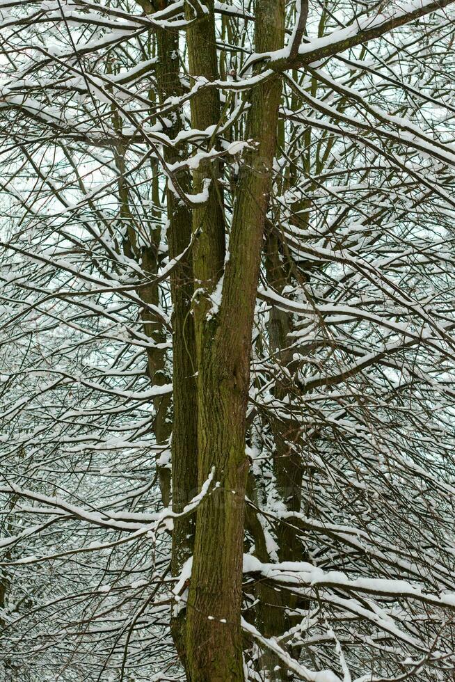 lövfällande träd med snötäckt grenar i vinter- skog foto