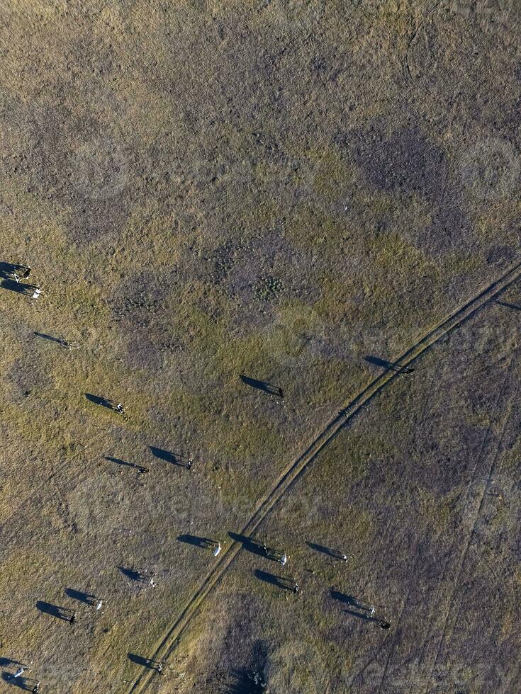 stutar matad med naturlig gräs, pampas, argentina foto