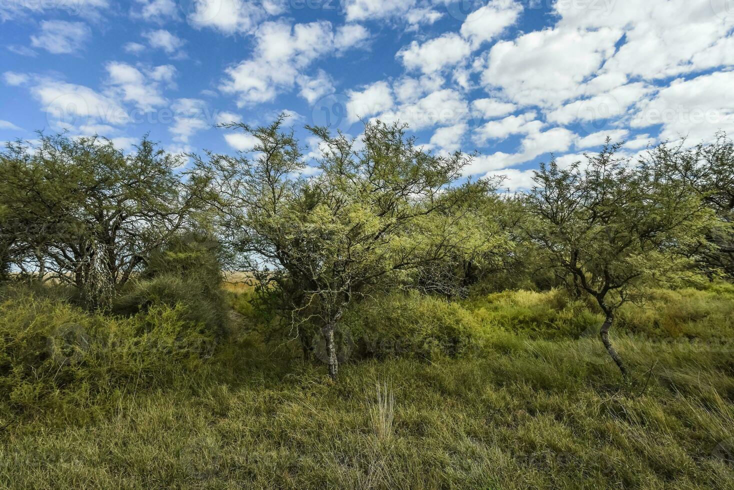 calden skog landskap, la pampa provins, patagonien, argentina. foto