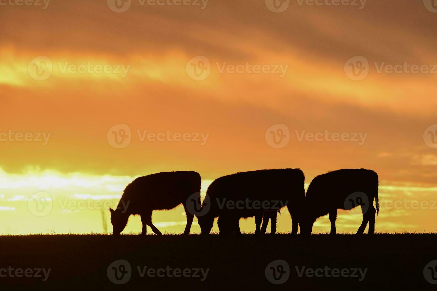 stutar matad med naturlig gräs, pampas, argentina foto