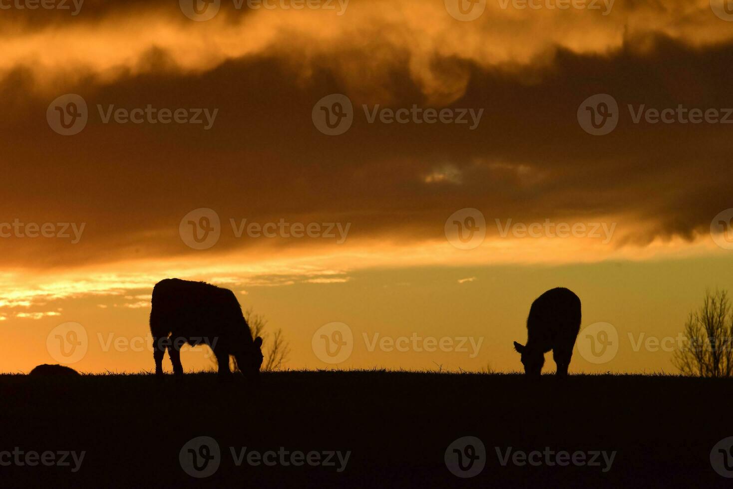 stutar matad med naturlig gräs, pampas, argentina foto