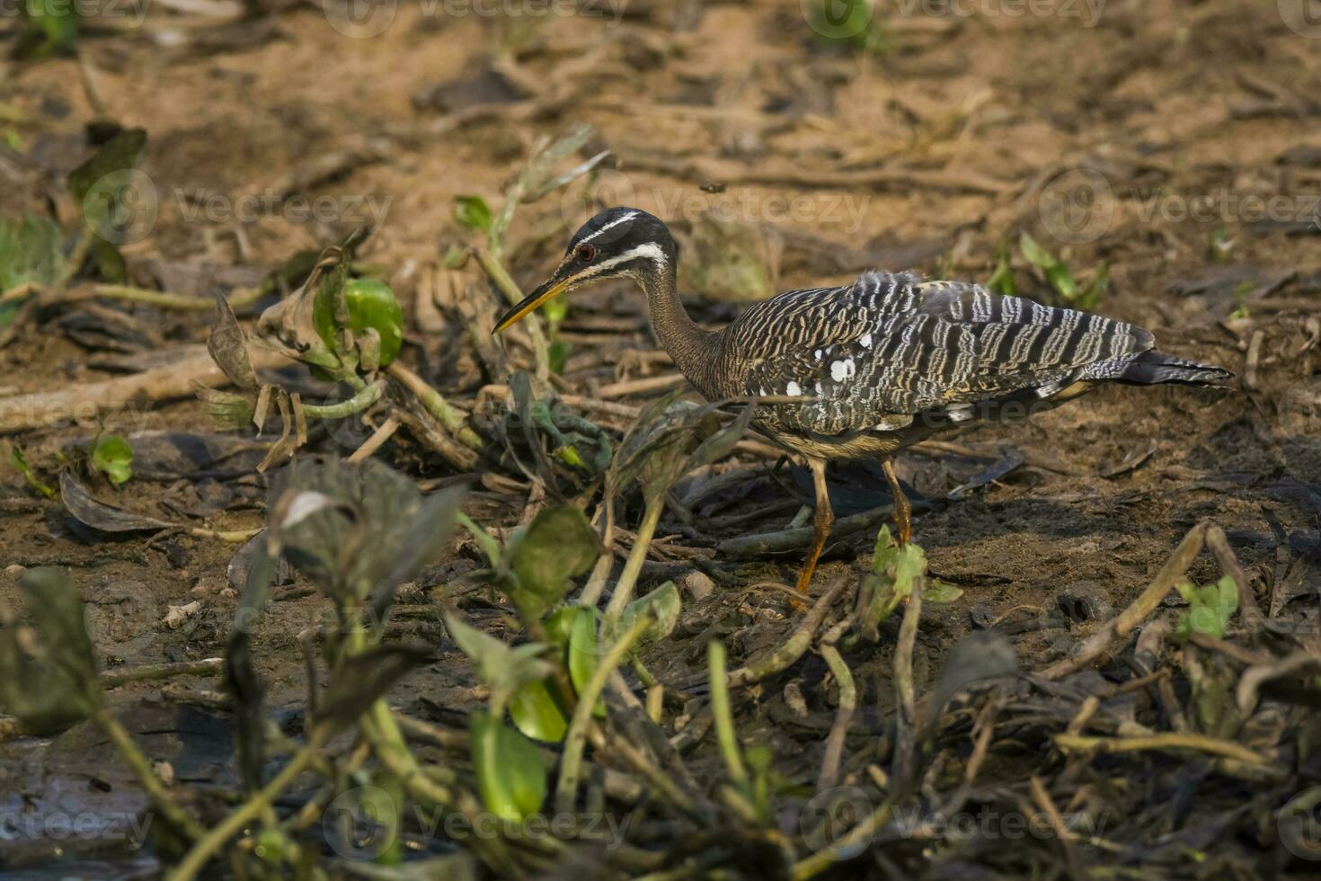 solbitt, i en djungel miljö, pantanal Brasilien foto