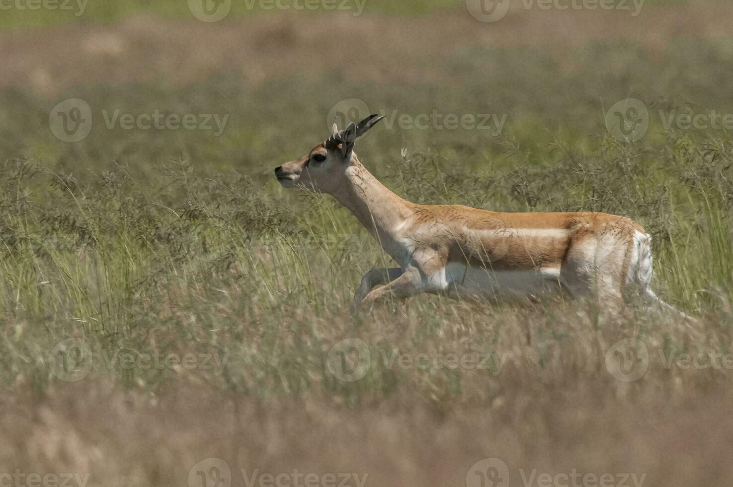 blackbuck antilop i pampas enkel miljö, la pampa provins, argentina foto