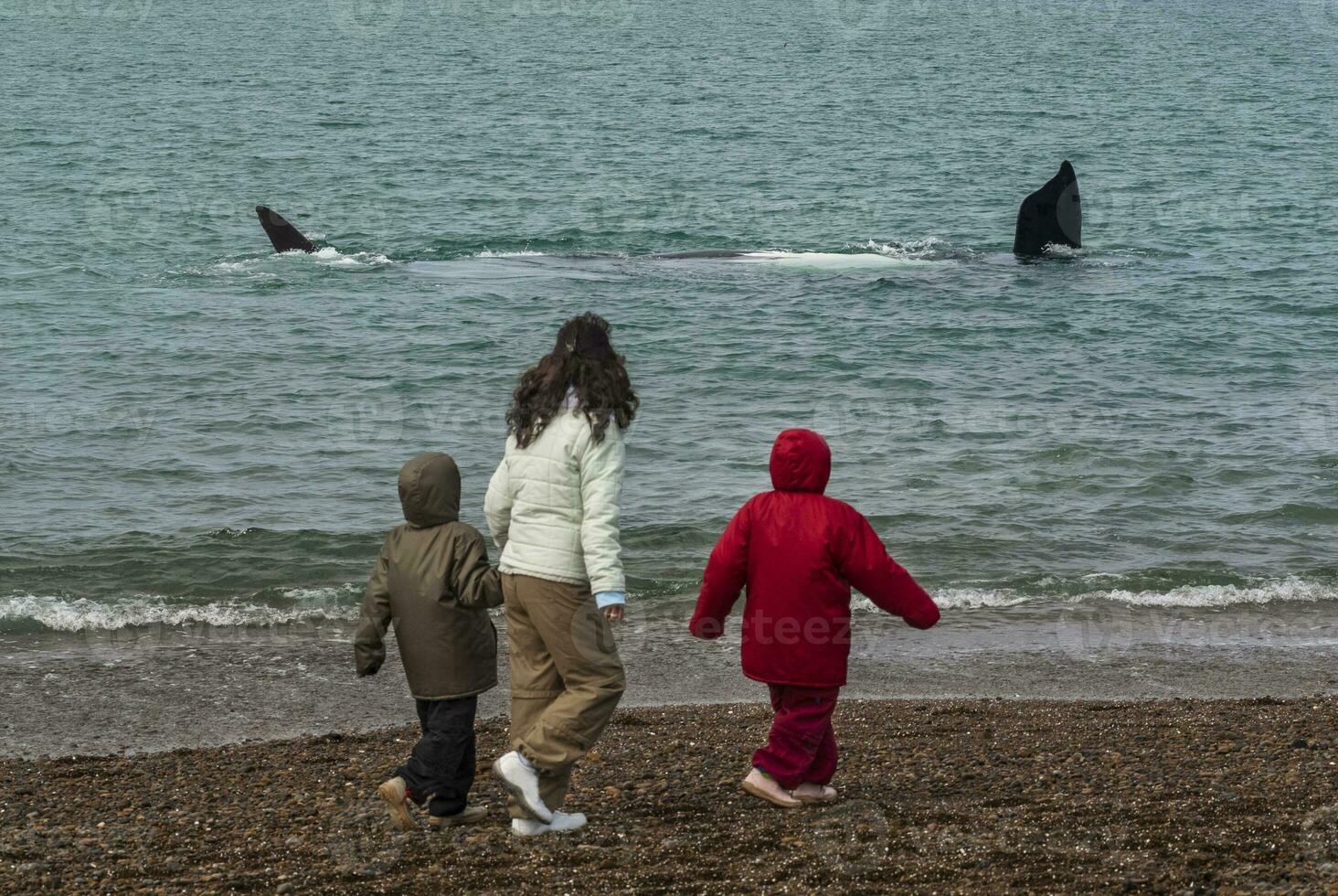 turister tittar på valar, observation från de kust foto