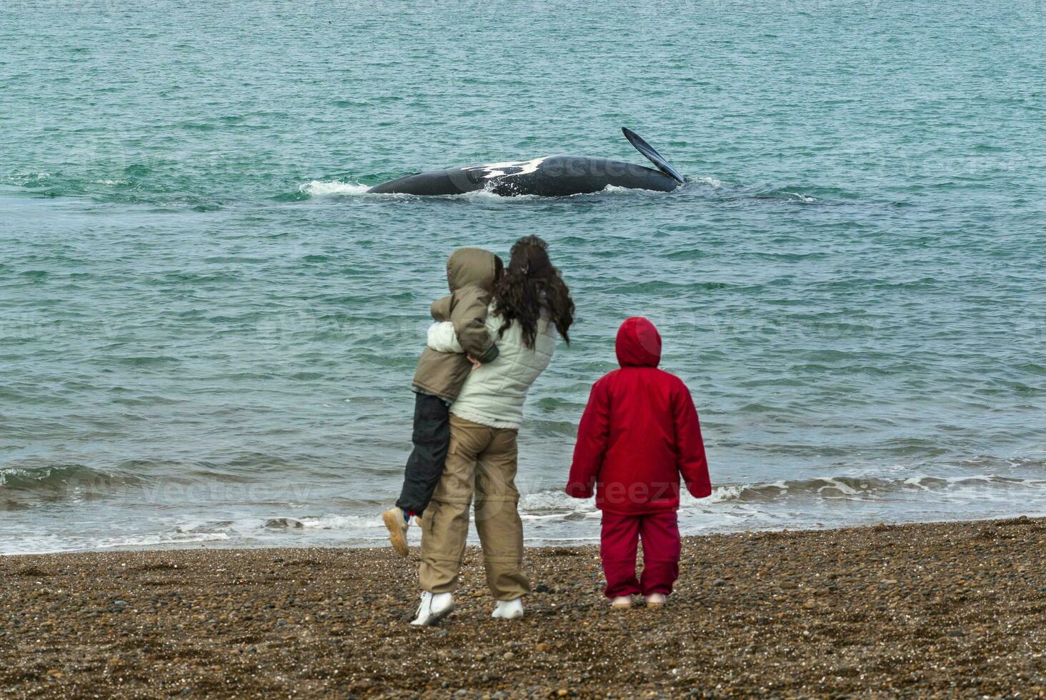 turister tittar på valar, observation från de kust foto