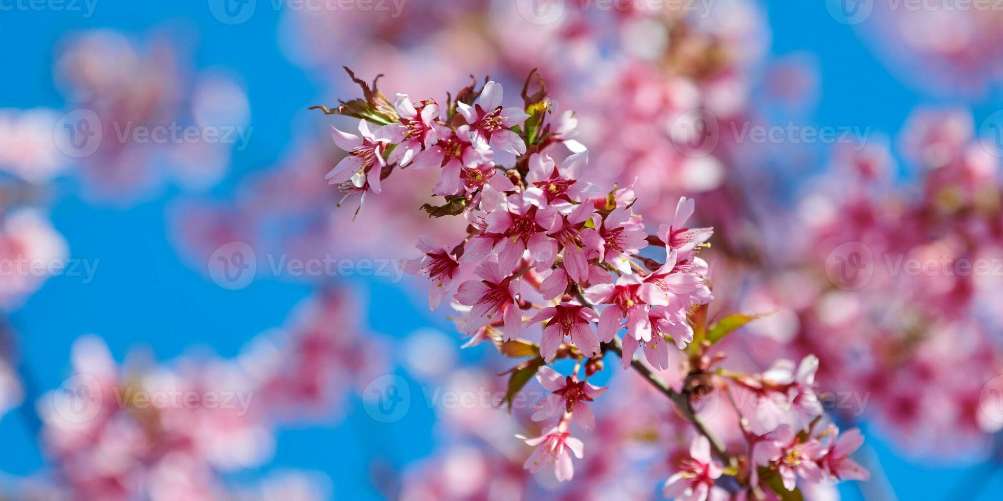 rosa körsbär blomma, skön rosa blommor av japansk körsbär träd på blå himmel bakgrund i trädgård foto