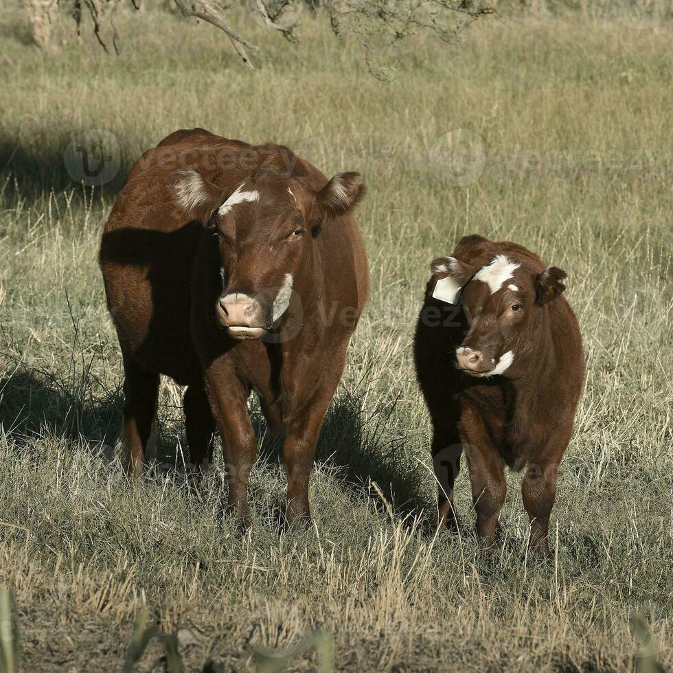 nötkreatur höjning med naturlig betesmarker i pampas landsbygden, la pampa provinsen, Patagonien, argentina. foto