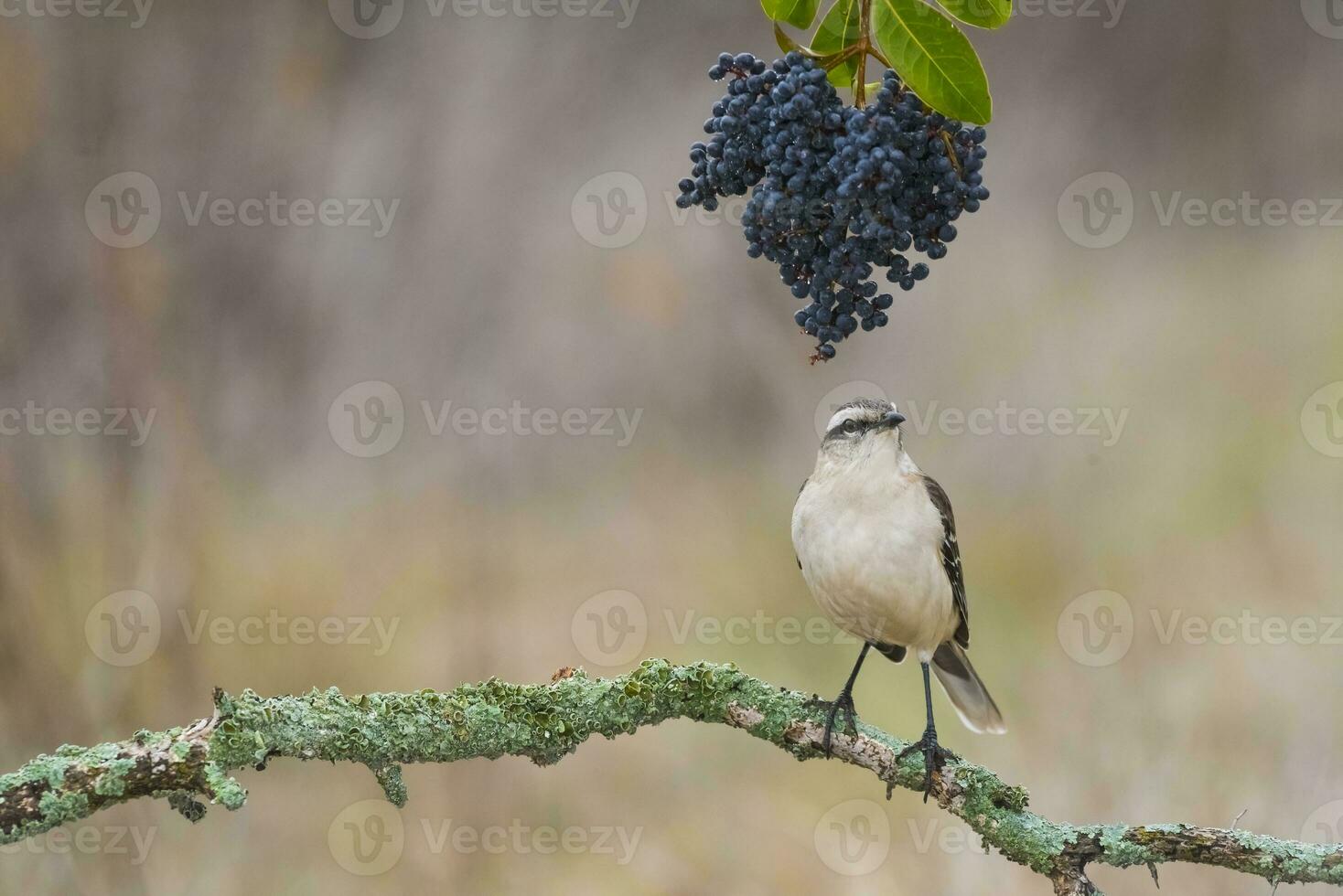 vit banded härmfågel, patagonien, argentina foto