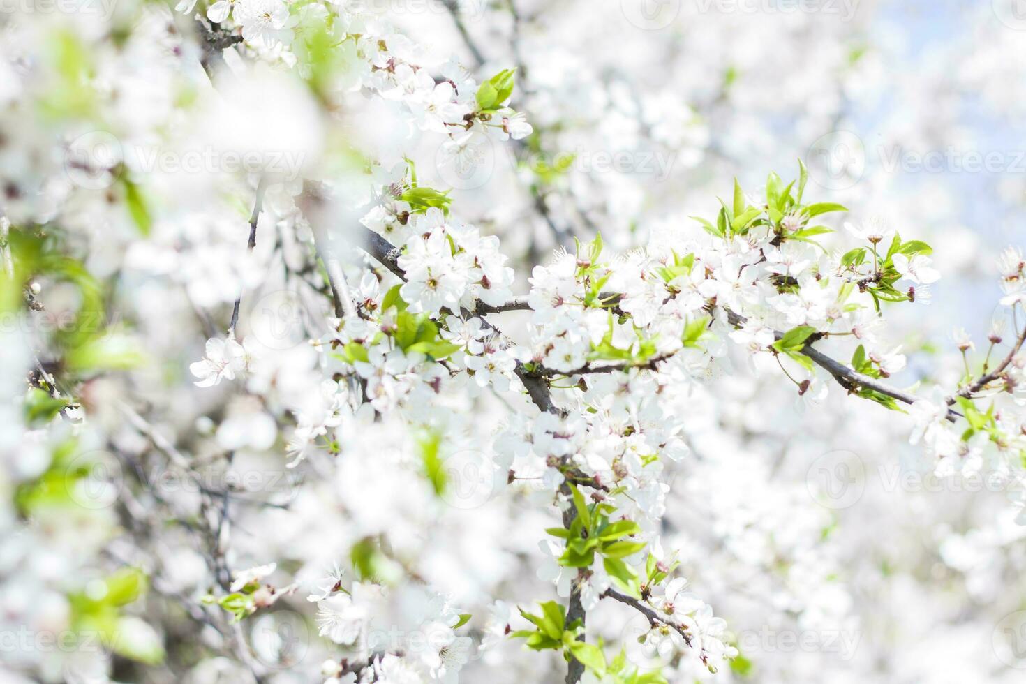 natur i vår. en gren med vit vår blommor på de träd. en blommande träd. en blomning landskap bakgrund för en vykort, baner, eller affisch. foto