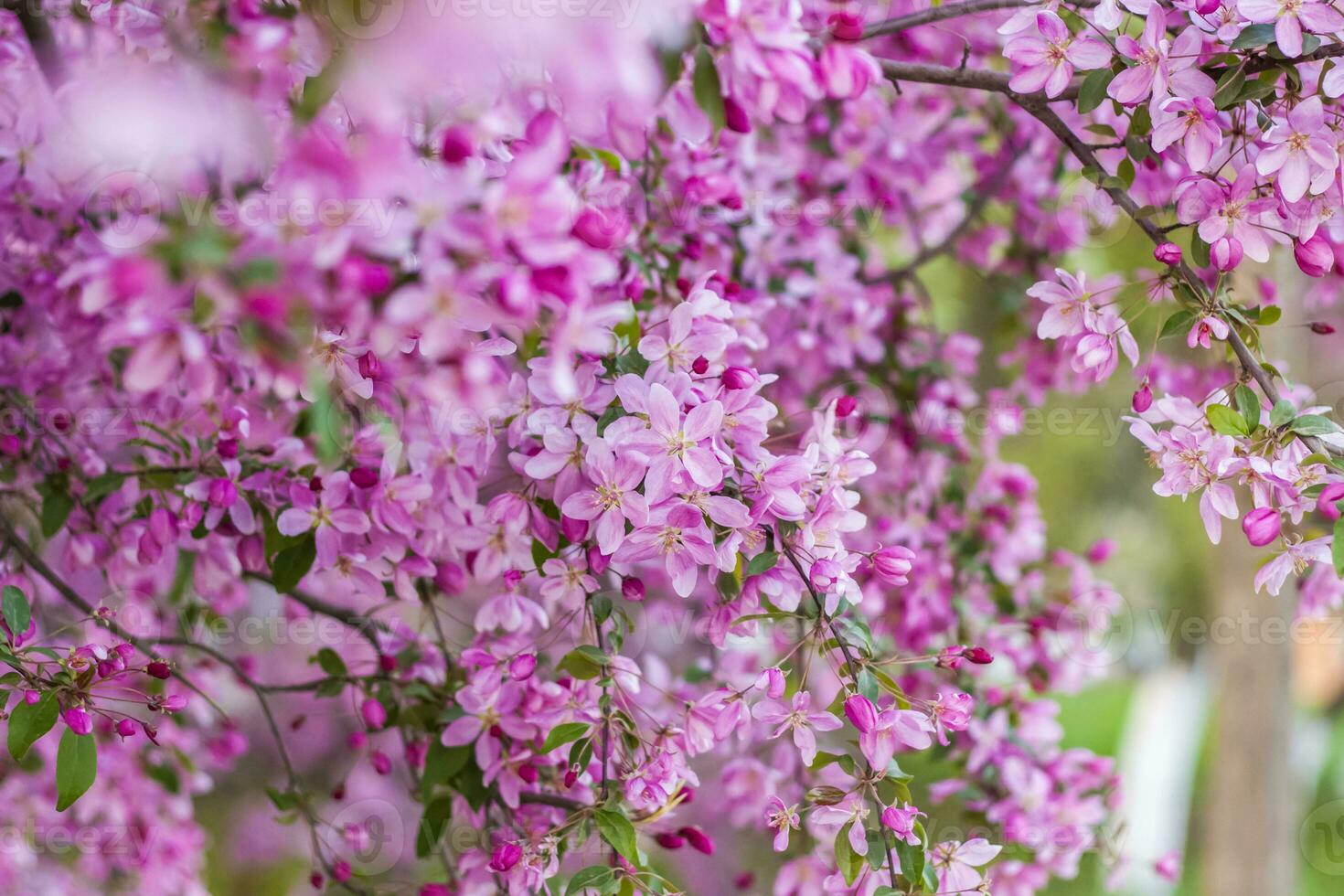 äpple träd i blomma, rosa ljus blommor. vår blommande av de äpple fruktträdgård. blommig bakgrund för presentationer, affischer, banderoller, och hälsning kort. foto