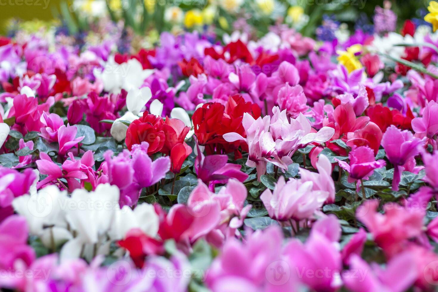 en blommig matta av röd och rosa cyklamen persicum växter i de vår trädgård. i de vår, cyklamens av annorlunda färger blomma i de trädgård. blomning cyklamen. vår blommor. foto