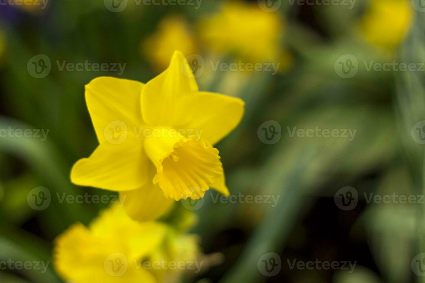 en blomma säng med gul påskliljor blomning i de vår trädgård. i de vår, påskliljor av olika typer blomma i de trädgård. en blomning påsklilja. blomning påskliljor i vår. blomma närbild. foto